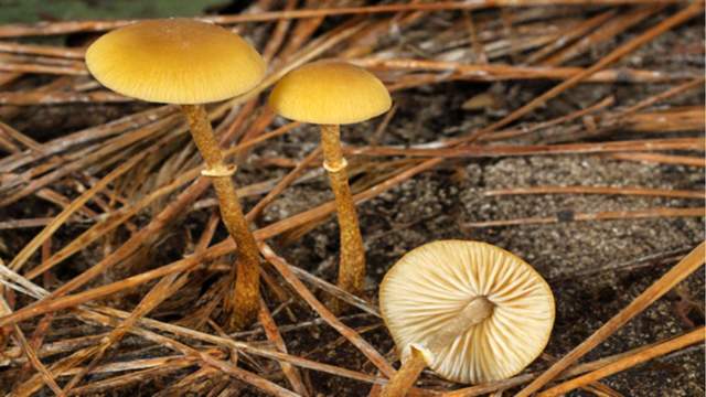 Kenali Jamur Mematikan Conocybe Filaris