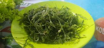 Lawi – Lawi, Lalapan Rumput Laut Khas Makassar