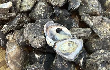Menikmati Seafood Kerang Bakar khas Bottoe Kabupaten Barru
