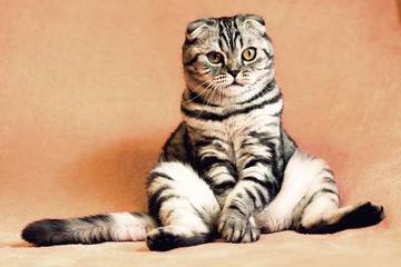 Ilmu di Balik Mengeong dan Mendengkur dalam Memahami Bahasa Kucing