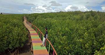 Hutan Mangrove Lantebung, Lorong Hijau di Ujung Kota