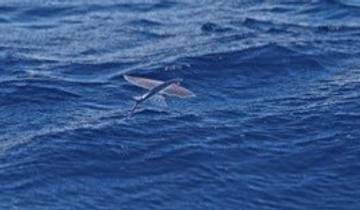 Legenda dan Fakta Ikan Tuing-Tuing Mandar