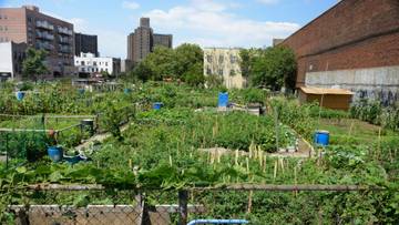 Urban Farming, Tren Sehat Warga Makassar