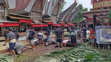 Tallu Lolona: Filosofi Toraja Menjaga Harmoni Manusia dan Alam