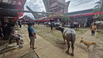  "Tallu Lolona": Jantung Kehidupan Masyarakat Toraja