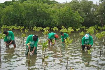 CSR KALLA Aksi Mangrove Resmi Jadi Kawasan Konservasi