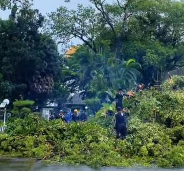 Penebangan Pohon di Makassar Wajib Lewati Prosedur DLH