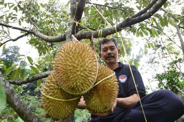 Petani Durian di Desa Kronto Lumbang Panen Raya 