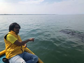 Hiu Tutul Muncul di Pantai Bentar Probolinggo 