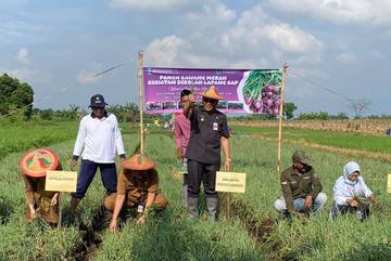 Produksi Bawang Merah di Probolinggo Tinggi