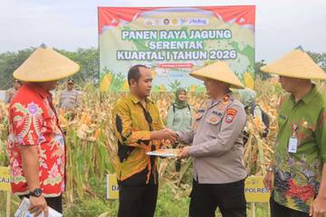 Dukung Ketahanan Pangan, Polres Probolinggo Panen Jagung