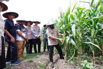 Pemkot Batu Panen Jagung di Desa Pendem