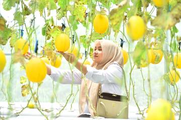 Asyiknya Petik Melon Kinanti di Desa Sumbergedang Pandaan