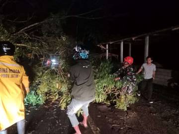 Angin Kencang Tumbangkan Pohon di Pujon