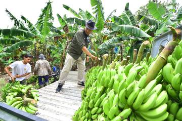 Petani Pisang Cavendish di Pasuruan Kebanjiran Order MBG
