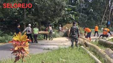 Angin Kencang, Sejumlah Pohon di Blitar Tumbang