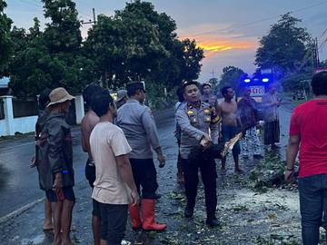 Hujan Deras, Pohon Tumbang di Jalur Pantura Paiton