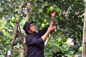 Petani Alpukat Purwodadi Mulai Panen 