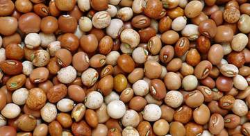 Kacang Gude, Pangan Lokal Bergizi Kembali Dihidupkan