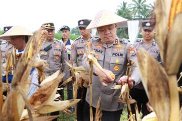 Perkuat Ketahanan Pangan, Polres Malang Panen Jagung