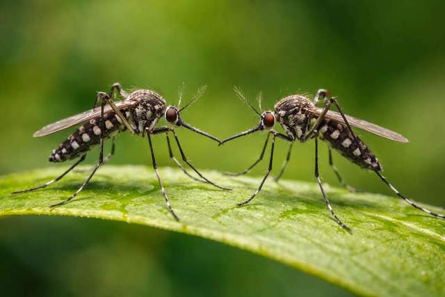 Benarkah hanya nyamuk betina yang menghisap darah manusia?