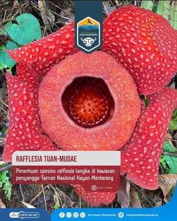 Rafflesia Tuan-Mudae Ditemukan Mekar di Penyangga TN Kayan Mentarang