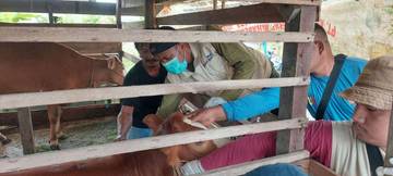 Selain PMK, Dinas Pertanian Beri Vitamin dan Obat Cacing Ternak