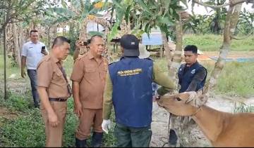Balai Veteriner Periksa Kesehatan Ternak, Cegah PMK di Malinau