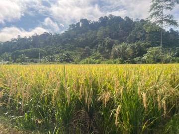 Mengenal Konsep Pertanian Sehat di Malinau