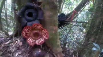 TNKM Bentuk Kelompok Pemantau Rafflesia Pricei Buduk Udan