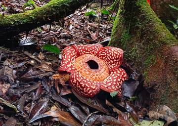 Rafflesia Pricei, Mekar di Tengah Ancaman Kepunahan