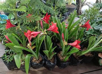 Lily Merah Indah Dan Mudah Di Rawat