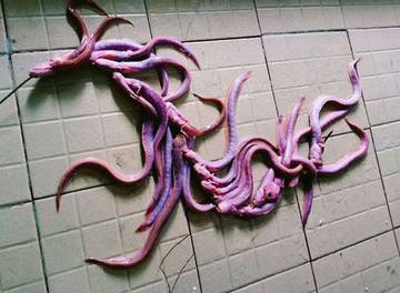 Ikan Mirip Monster Bergigi Runcing Primadona Lumpur Kaltara