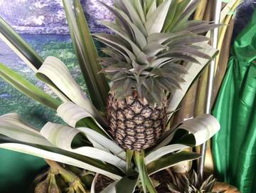 ‎Nanas Madu, Buah Unggulan Malinau dari Sungai Boh