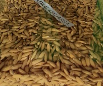 ‎Mengenal Padi Keluarga, Varietas Lokal dari Kabupaten Malinau