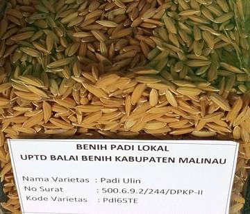‎Mengenal Padi Ulin, Varietas Padi Lokal Khas Malinau