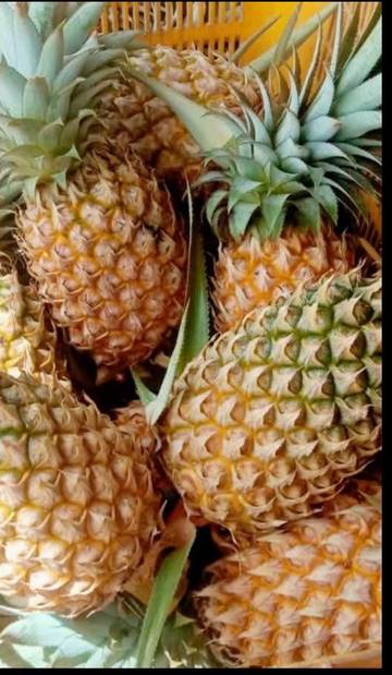 Dengan Takaran Pas, Penderita Diabetes Bisa Konsumsi Nanas