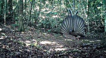 ‎Kuau Raja, Burung Eksotis Berbulu “Ratusan Mata”