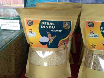 Potensi Padi Rindu, Beras Khas dari Malinau
