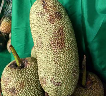 ‎Mengenal Cempedak Malinau dan Karakteristiknya