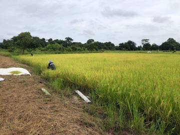 Musim Panen, Semangat Mewujudkan Swasembada Pangan 