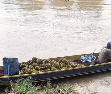 Waspadai Bahaya Durian: Nikmati dengan Moderasi, Hindari Risiko Kesehatan