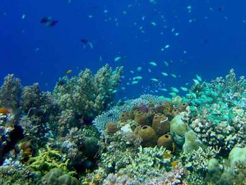 Terumbu Karang yang Berada Bawah Laut Punya Manfaat