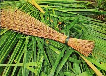 Cara Membuat Sapu Tradisional "Sapu Lidi"