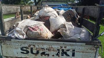 Tiga Terduga Pelaku Pencurian Buah Sawit Ditangkap Polisi