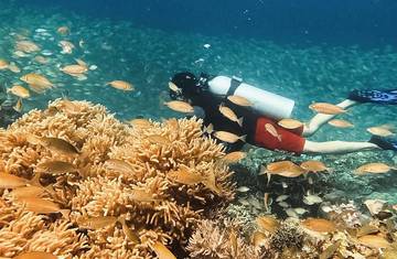 Tak Kalah Indah, Ini Tempat Diving Yang Memanjakan Mata di Mamuju