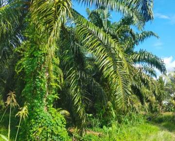 Kasus Dugaan Korupsi Tanam Buah Masuk Tahap Penyidikan