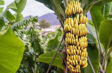 Pisang Cavendish: Manfaat, Harga, dan Keuntungan Ekonomi yang Menguntungkan