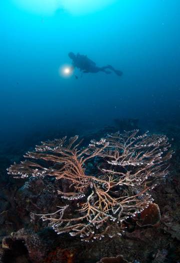 Potensi Terumbu Karang Pulau Karampuang sebagai Pendukung Wisata Selam Kabupaten Mamuju