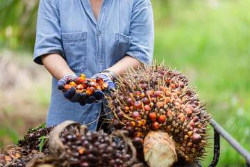 Industri Pengolahan CPO Topang Ekonomi Sulbar Triwulan II